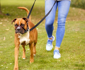 Halti Optifit Dog Headcollar
